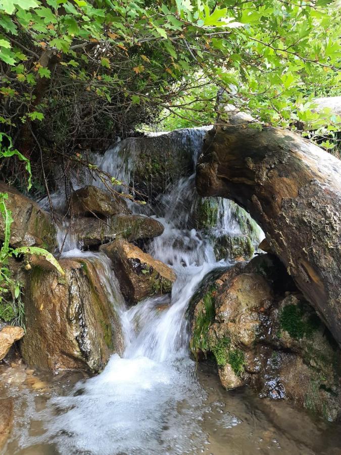 Jungle House Otel Borş Dış mekan fotoğraf