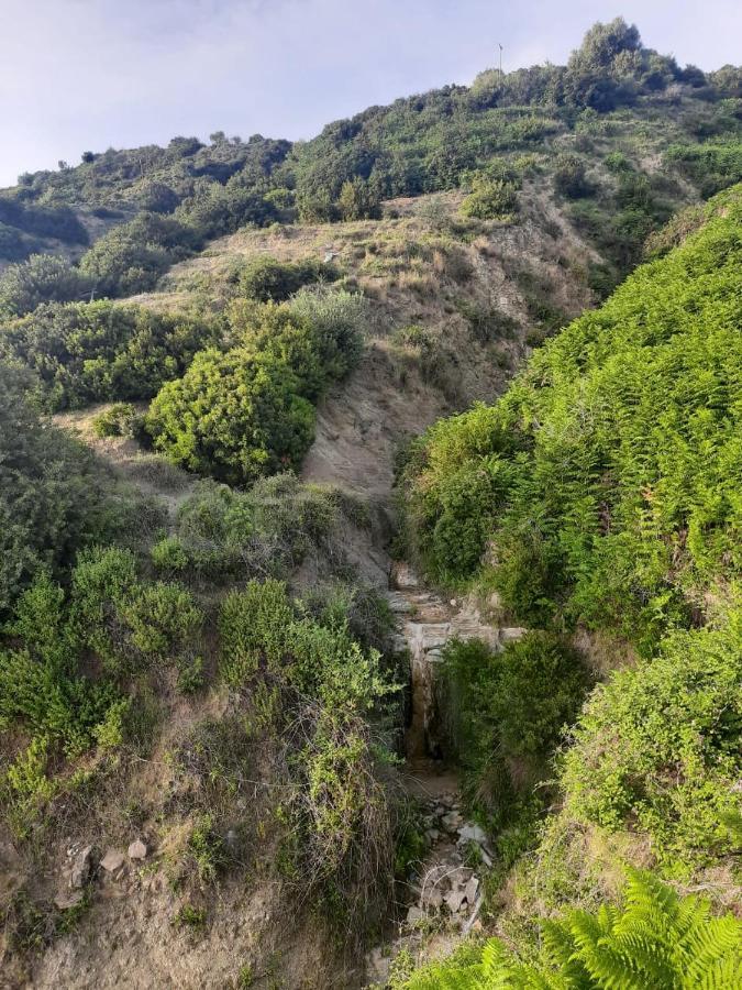 Jungle House Otel Borş Dış mekan fotoğraf