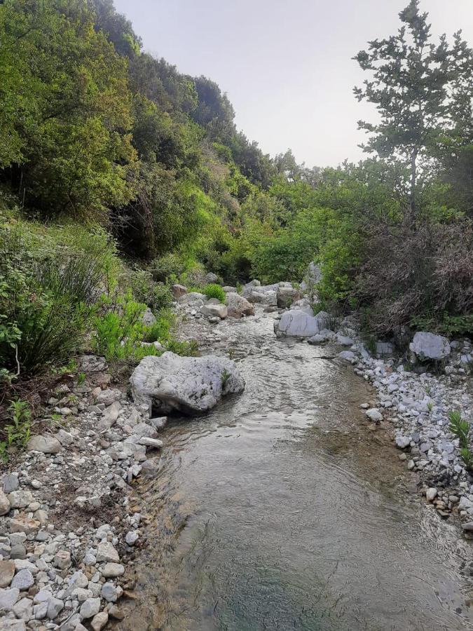 Jungle House Otel Borş Dış mekan fotoğraf