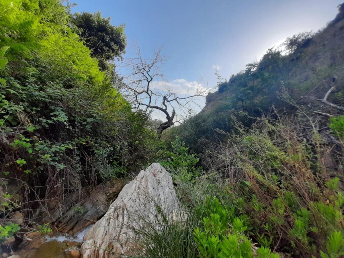 Jungle House Otel Borş Dış mekan fotoğraf