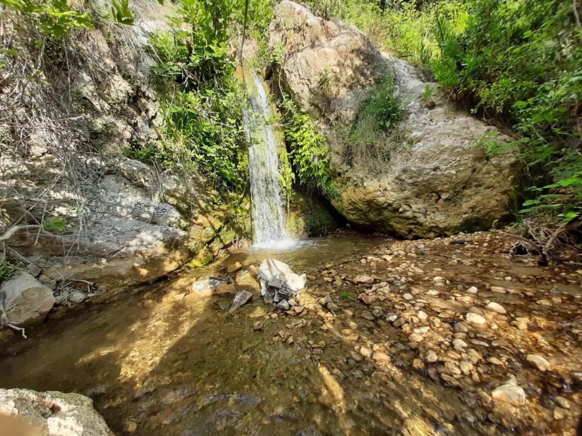 Jungle House Otel Borş Dış mekan fotoğraf